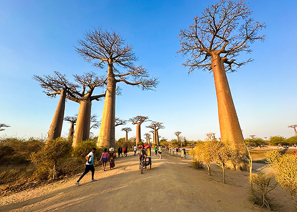 Baobabs in Madagascar Baobabs in Madagascar